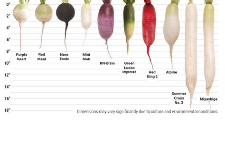 Can you eat turnip roots raw?