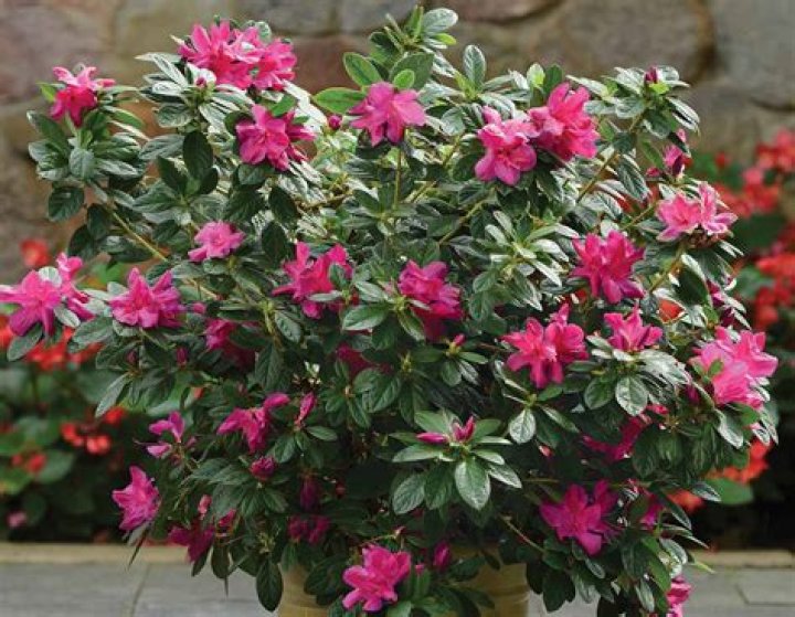 Which encore azaleas bloom the most?